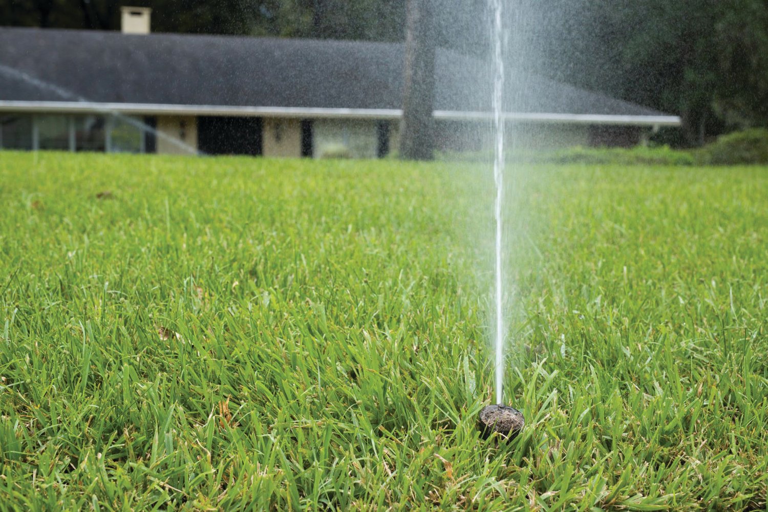 A sprinkler watering a residential lawn.